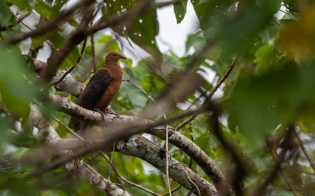 Philippine Cuckoo-Dove - ML460322921