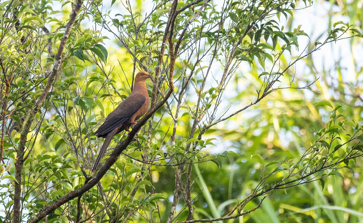 Philippine Cuckoo-Dove - ML460322941