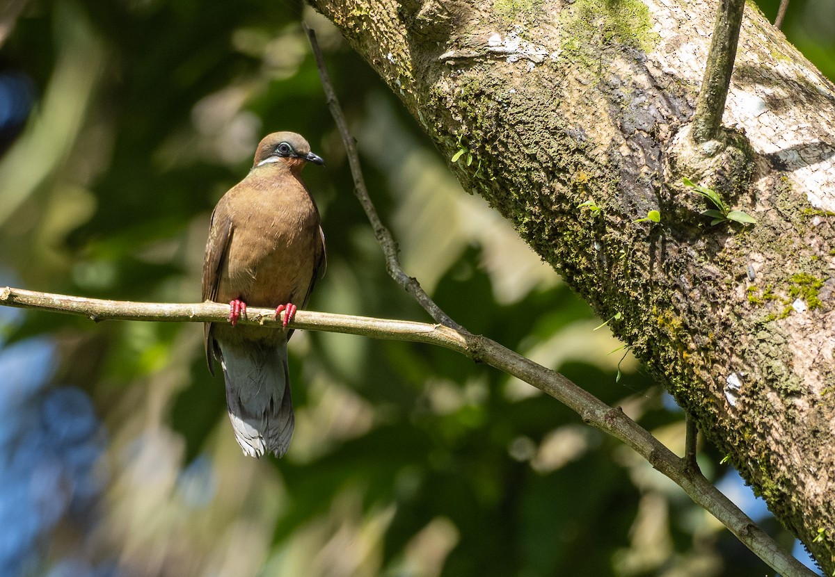 holub okrovohrdlý (ssp. leucotis) - ML460323131