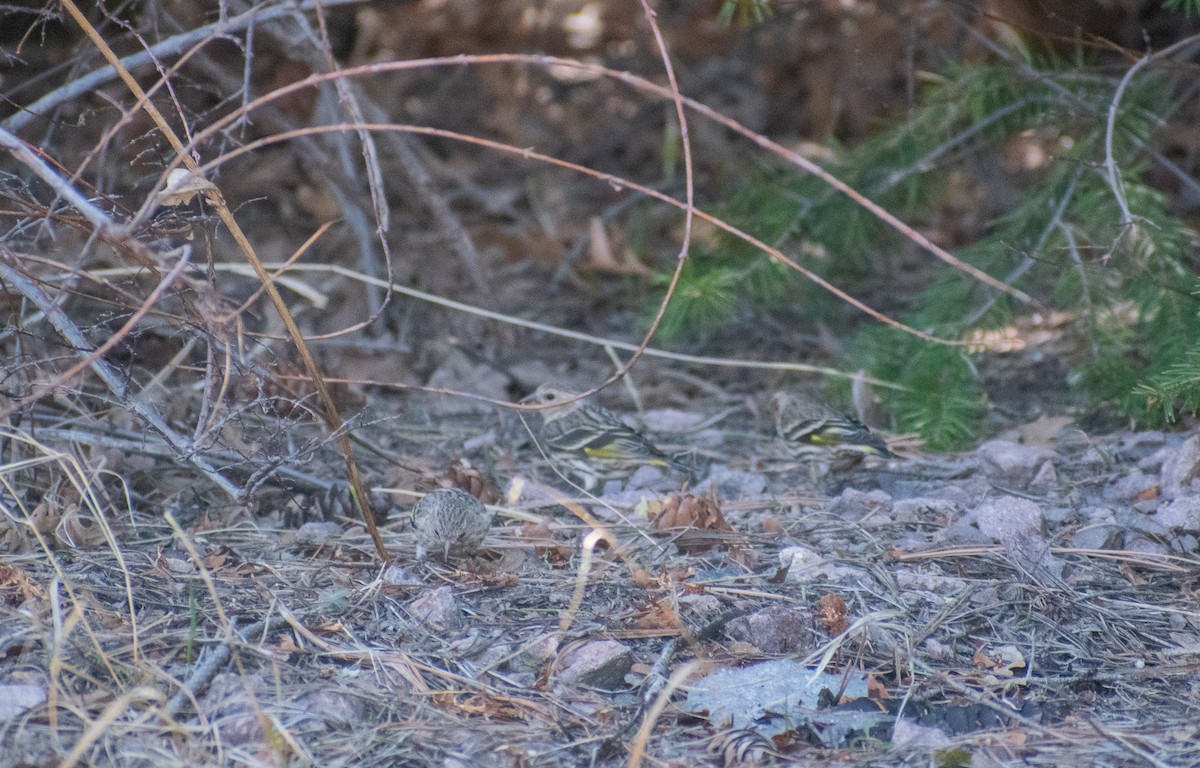 Pine Siskin - ML460323331