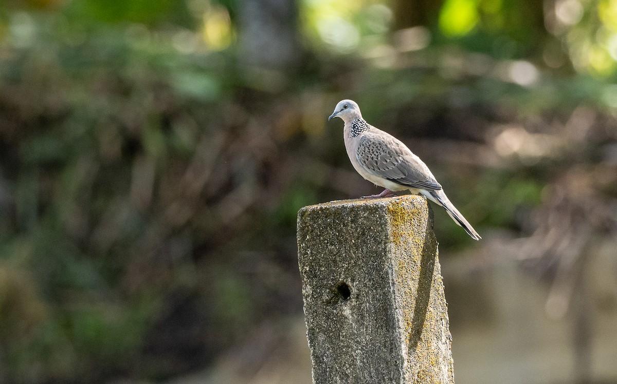 Spotted Dove (Eastern) - ML460323341