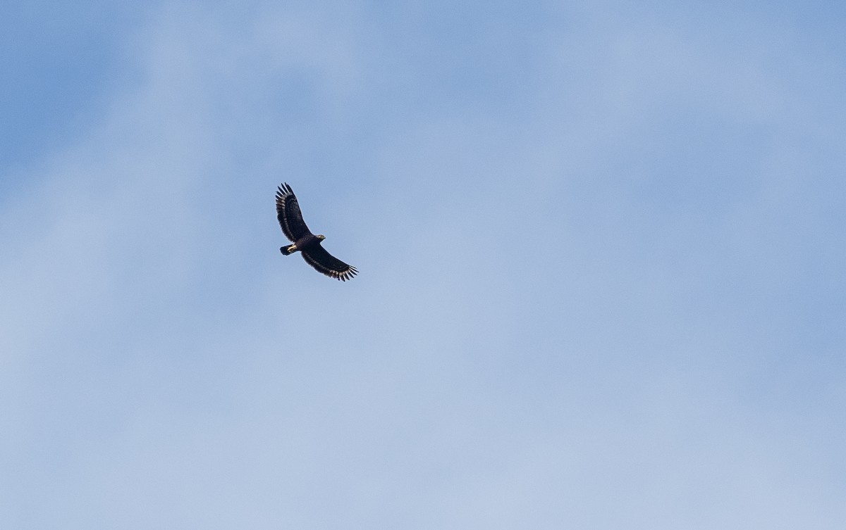 Philippine Serpent-Eagle - ML460323611