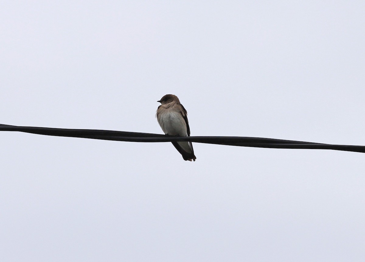 Northern Rough-winged Swallow - ML460323761