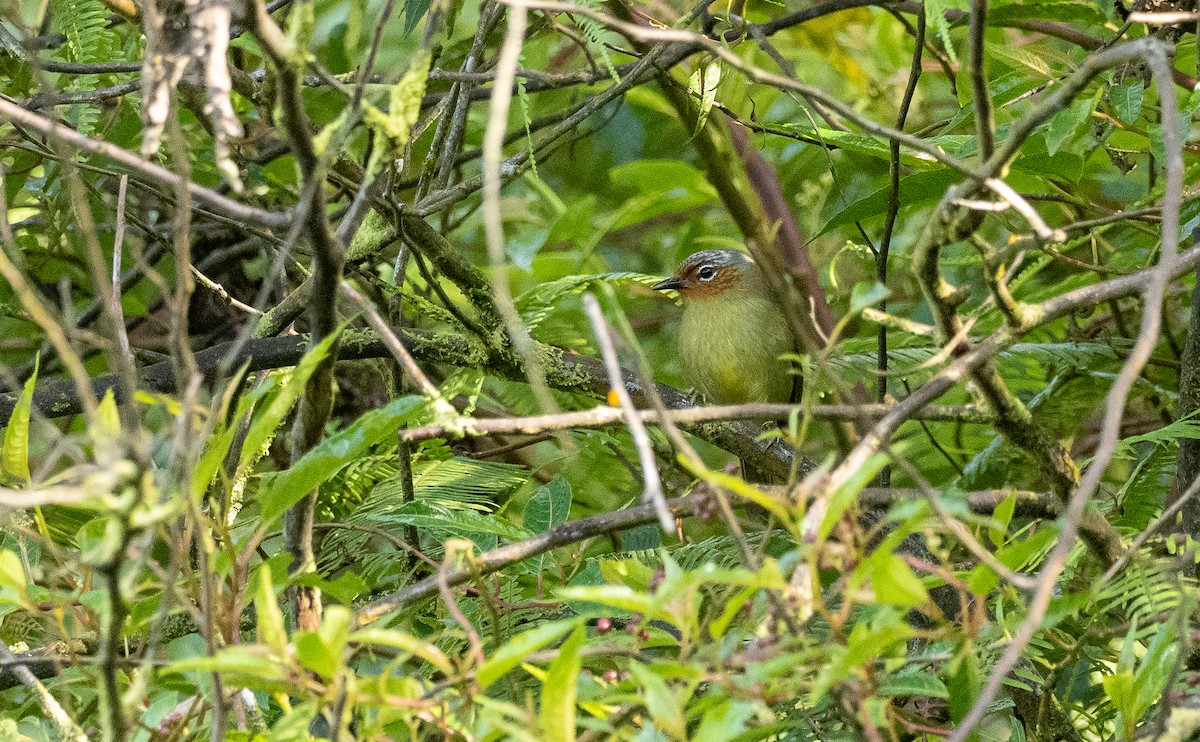 Chestnut-faced Babbler - ML460324531