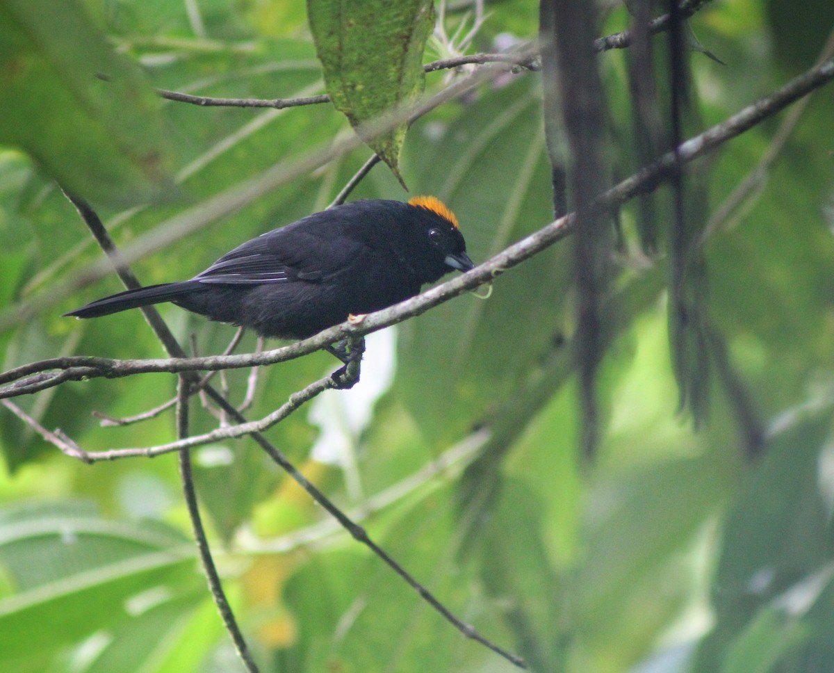 Tawny-crested Tanager - ML460326201