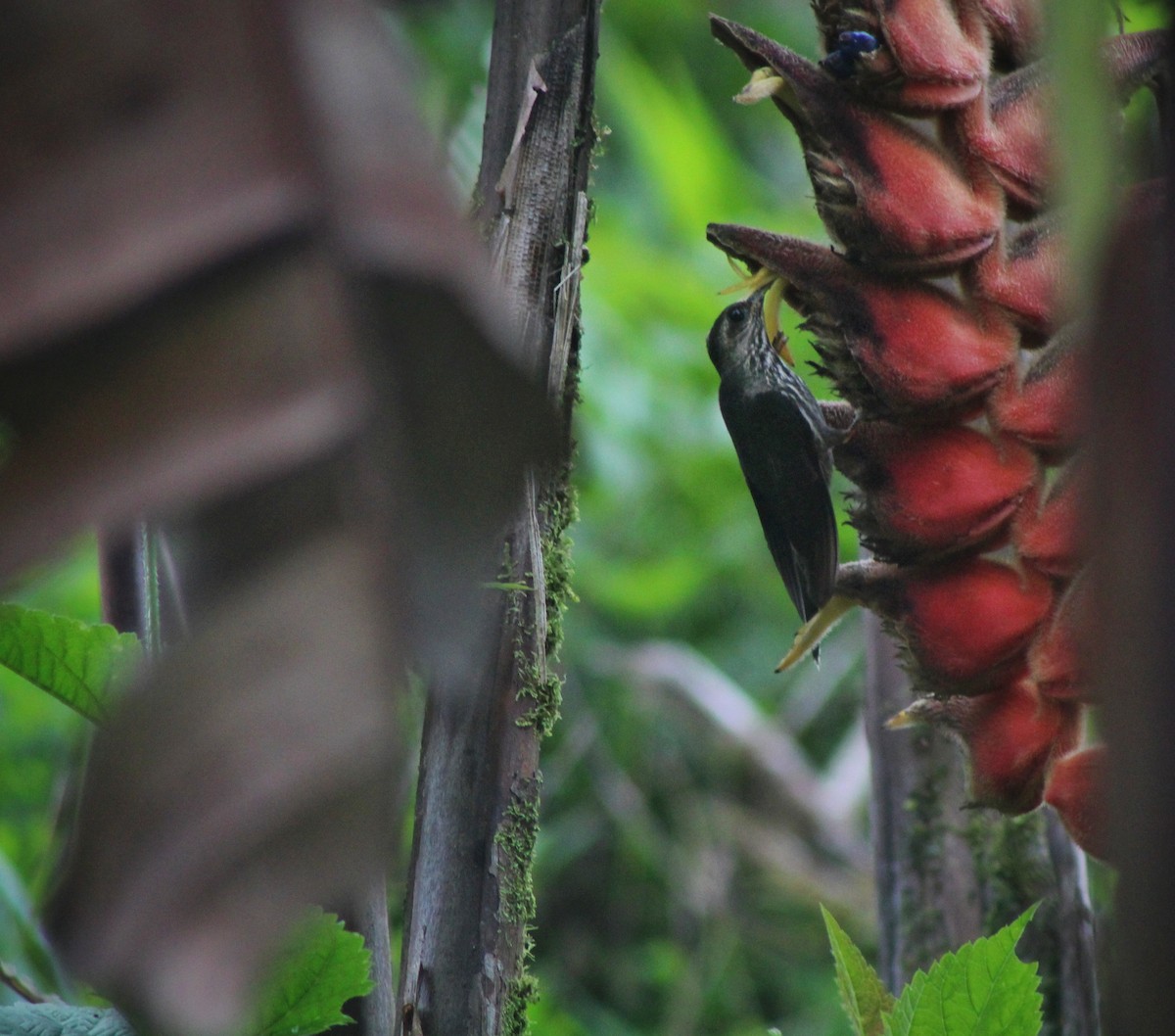 White-tipped Sicklebill - ML460326281