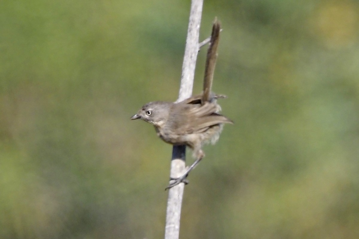 Wrentit - ML460326731