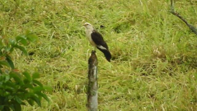 Caracara à tête jaune - ML460326781