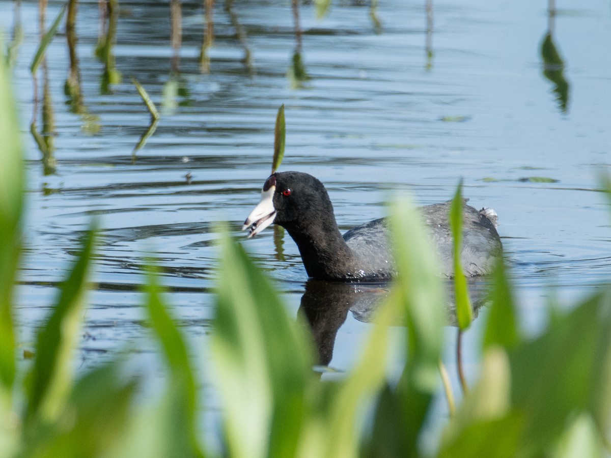 American Coot - ML460328511