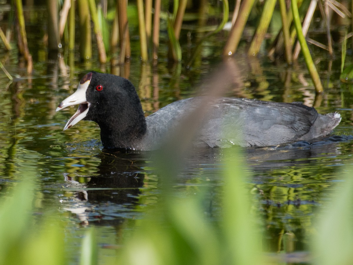 American Coot - ML460328521