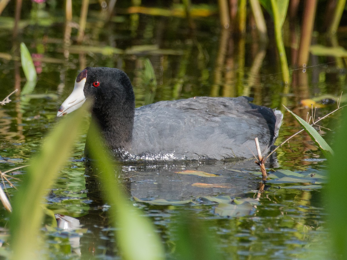 American Coot - Chris Diehl