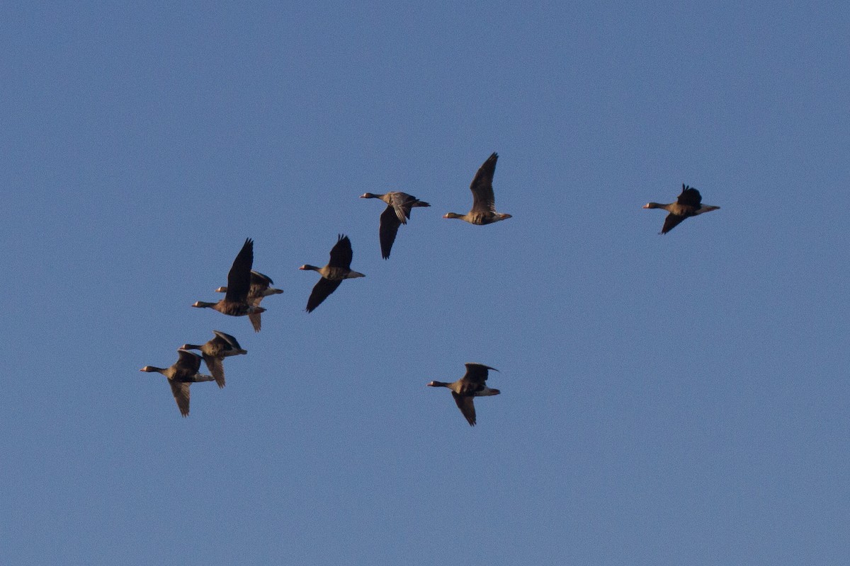 Greater White-fronted Goose - ML46032861