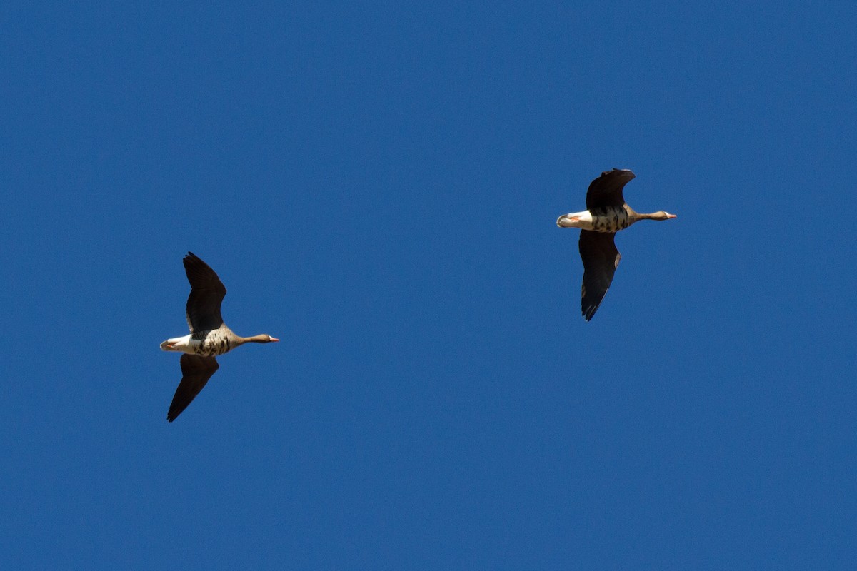 Greater White-fronted Goose - ML46032871