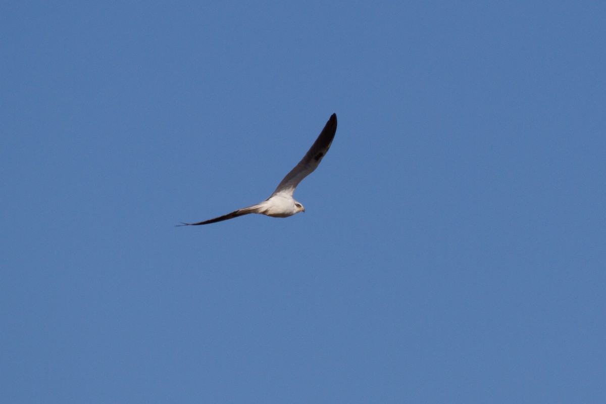 White-tailed Kite - ML46032891