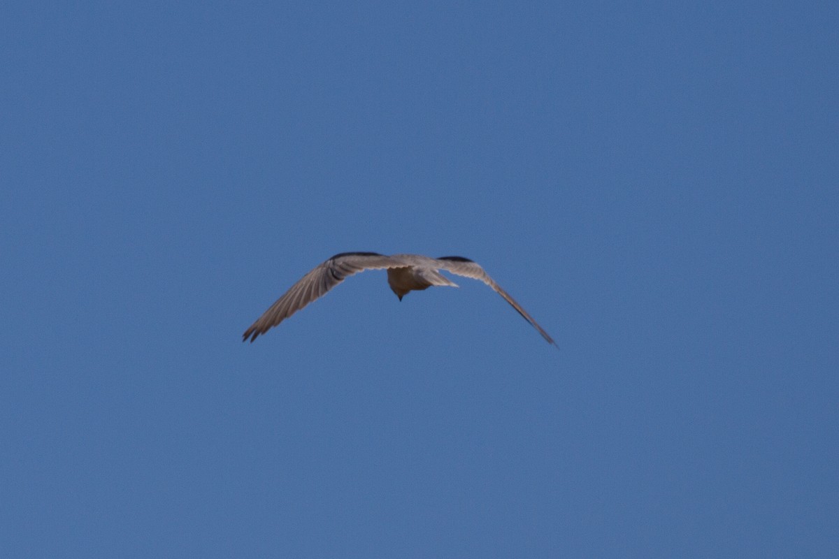 White-tailed Kite - Griffin Richards