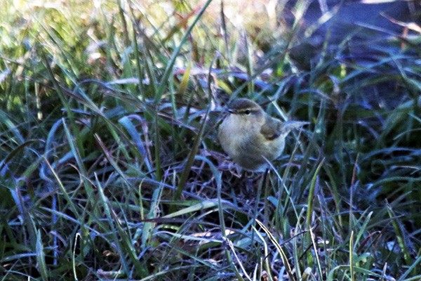 Common Chiffchaff - ML46032941