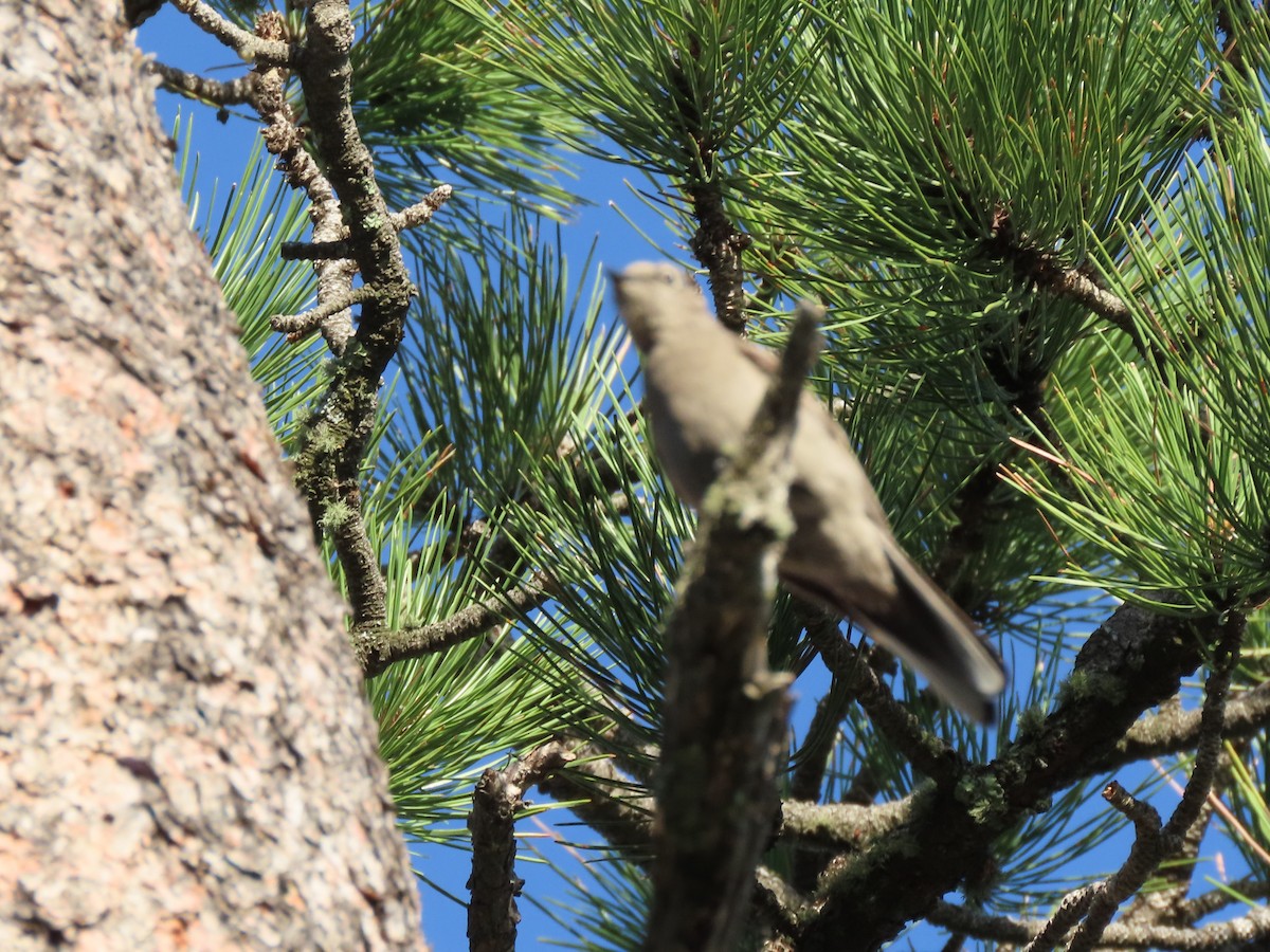 Townsend's Solitaire - ML460329501