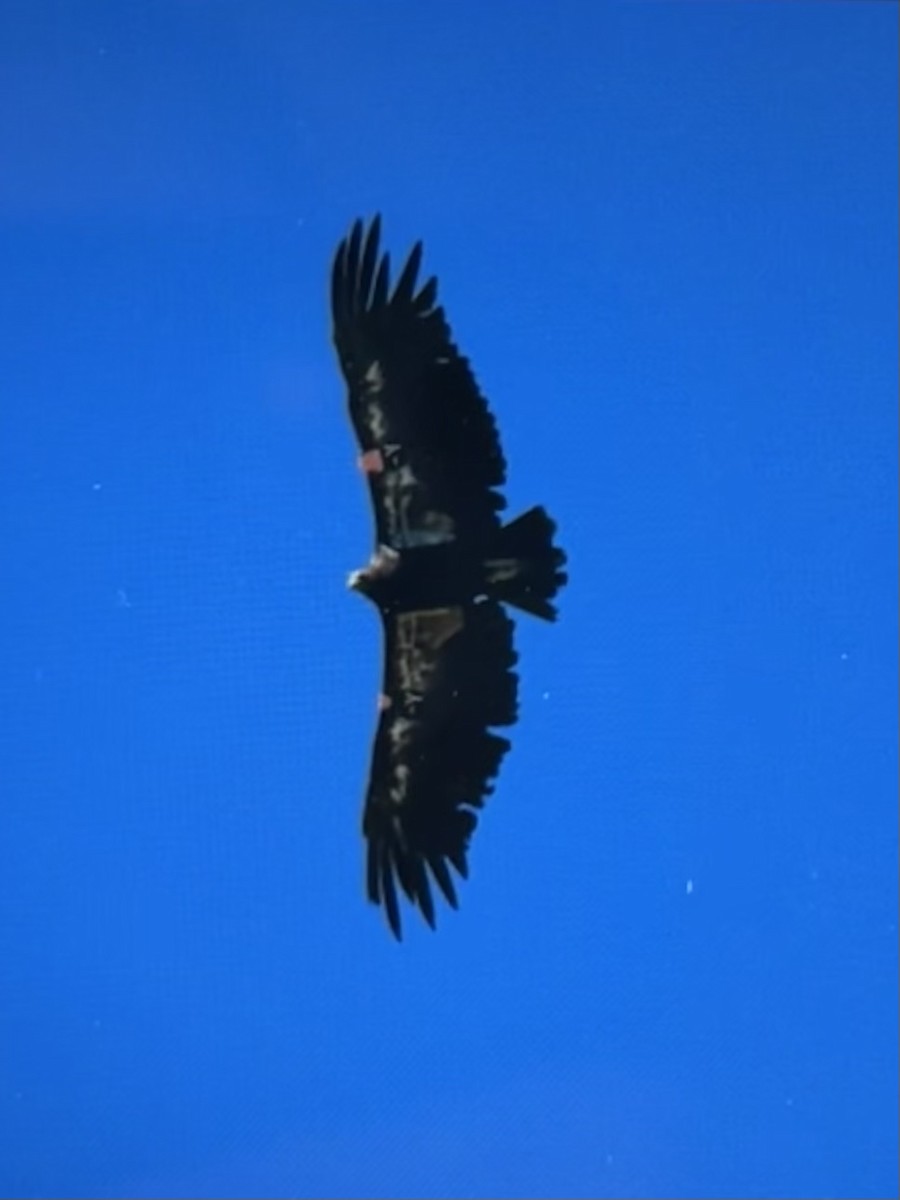 California Condor - Wren Willet