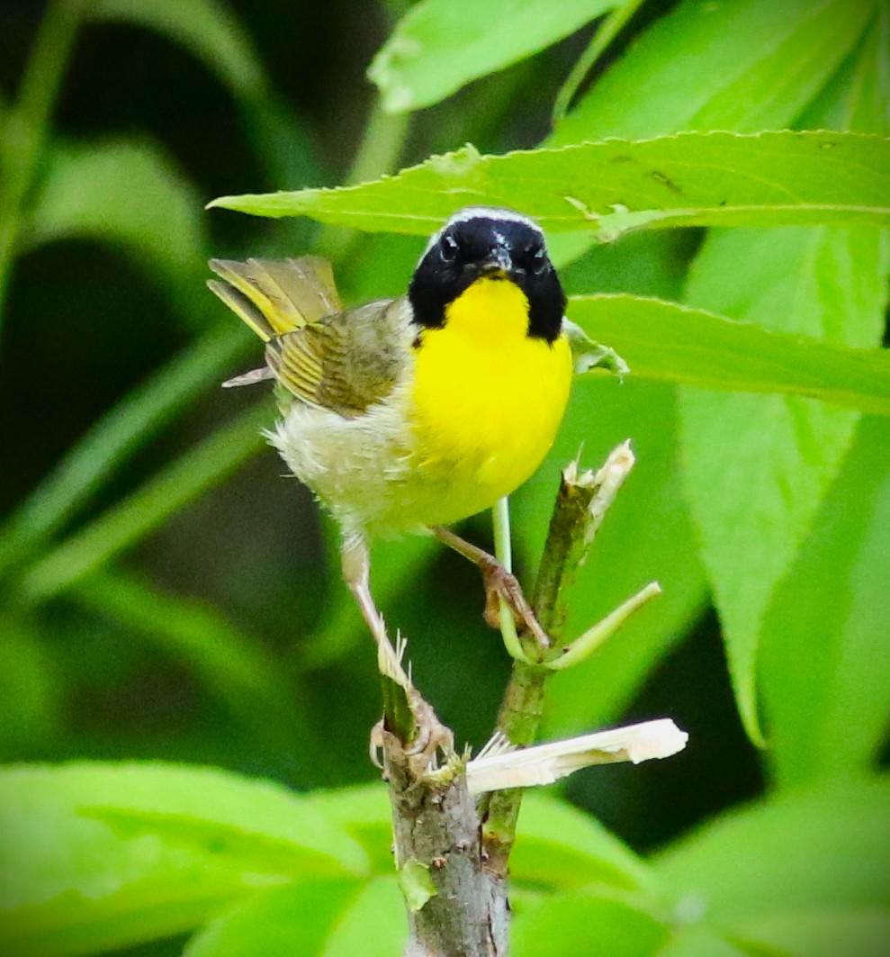 Common Yellowthroat - ML460334221