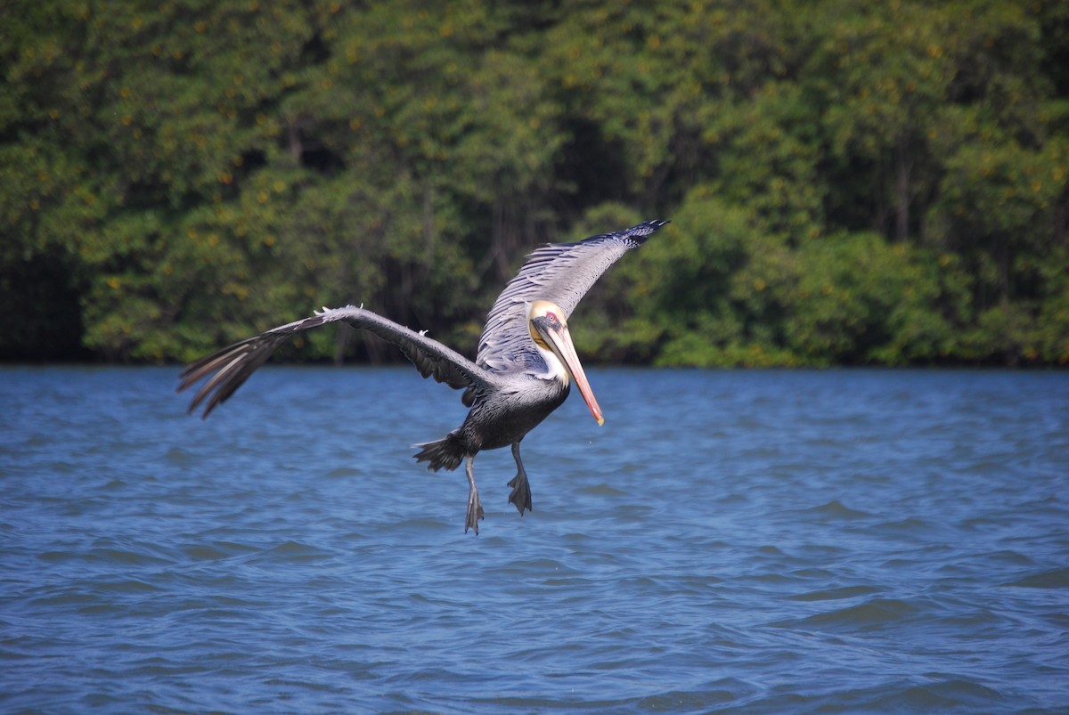 Peruvian Pelican - ML460334271