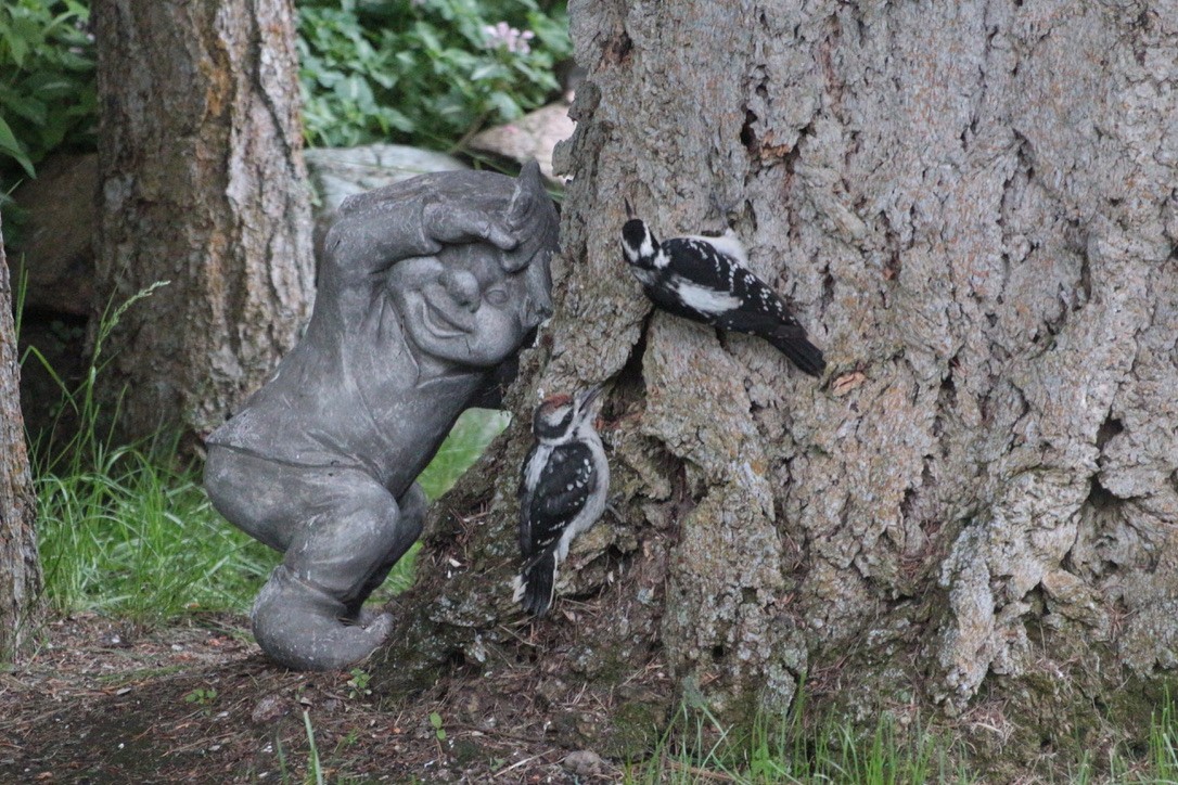 Hairy Woodpecker - ML460335041