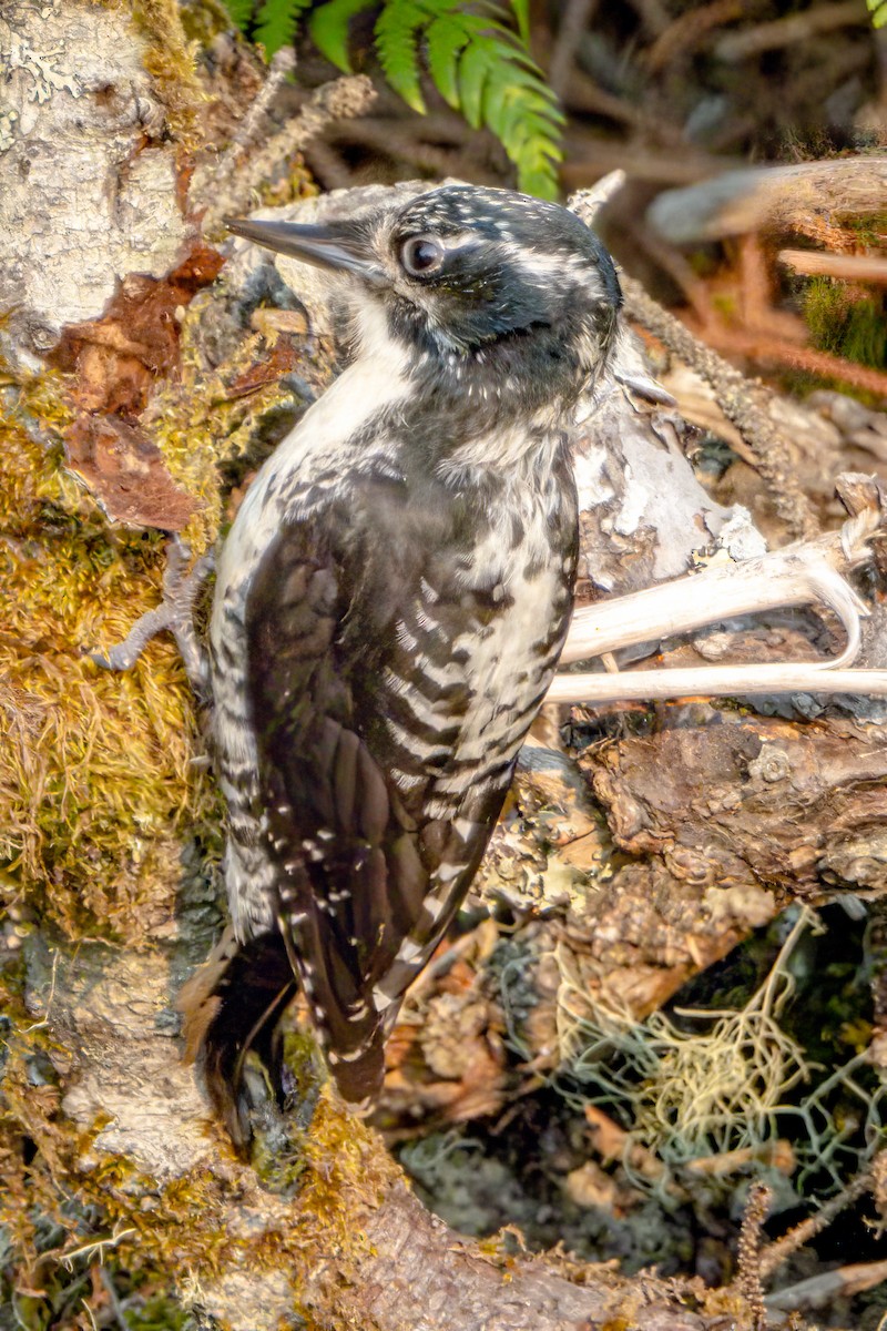 American Three-toed Woodpecker - ML460335421