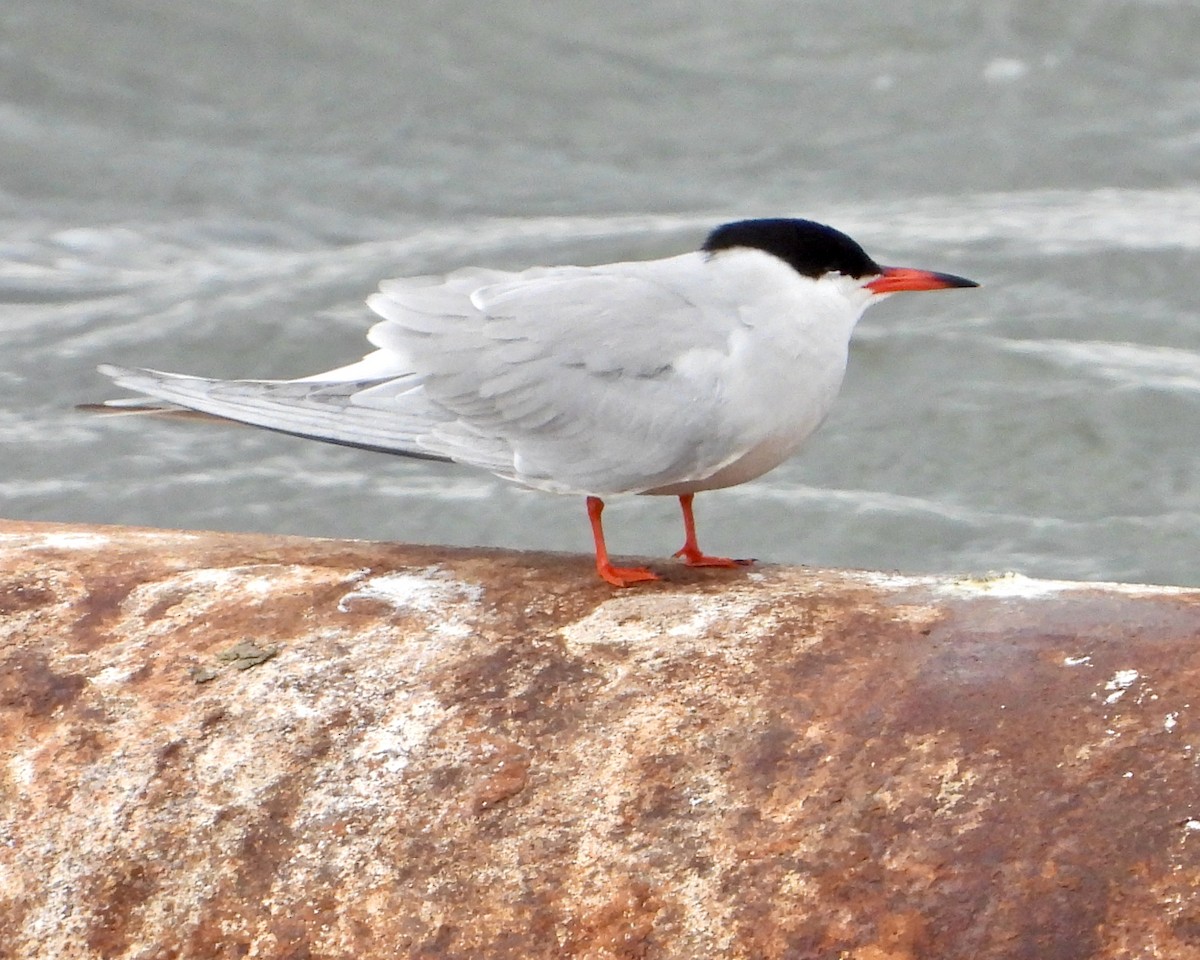 Крячок річковий - ML460335741