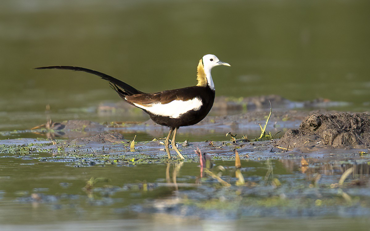 Pheasant-tailed Jacana - ML460336511