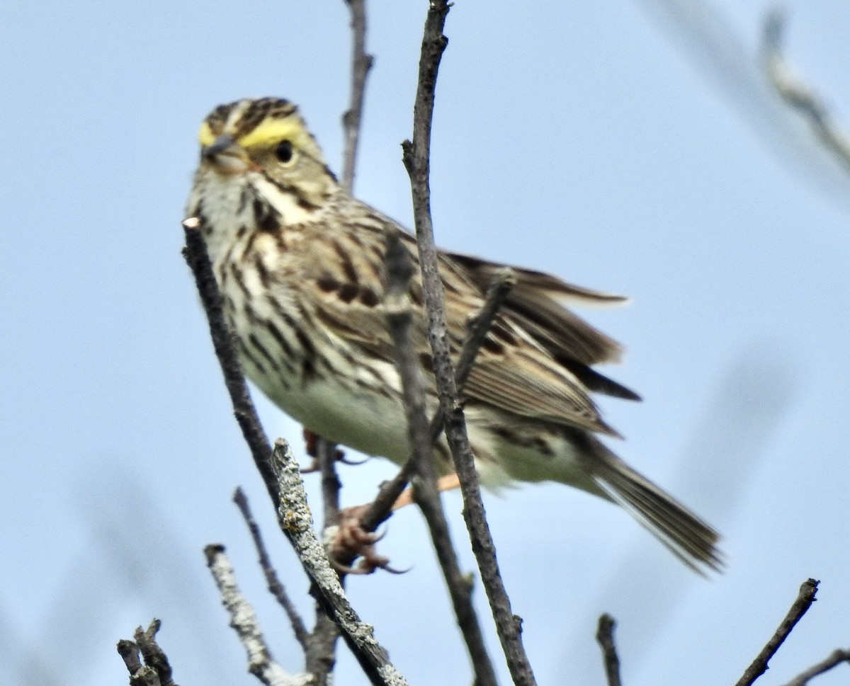 Savannah Sparrow - ML460338091