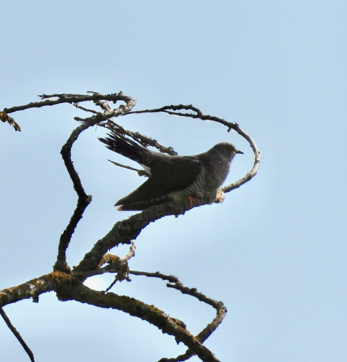 Common Cuckoo - ML460338151