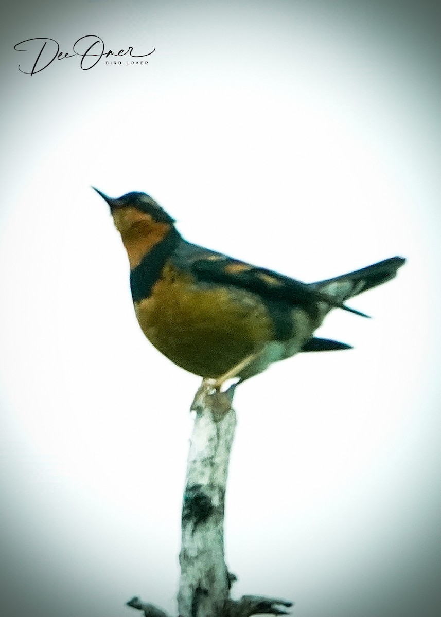 Varied Thrush - ML460339621