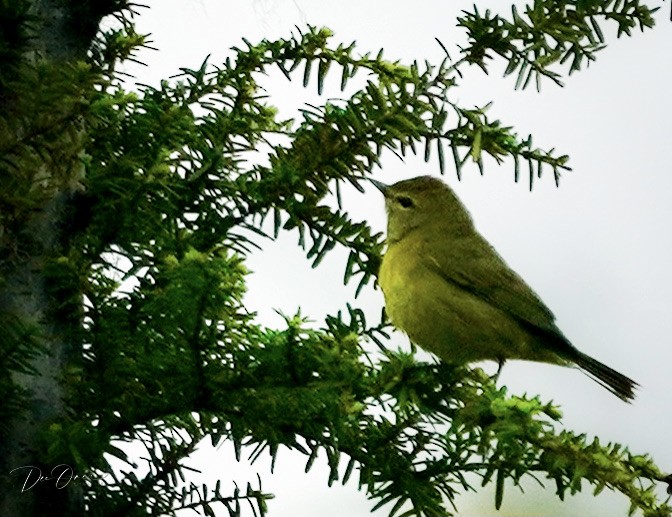 Orange-crowned Warbler - ML460339661