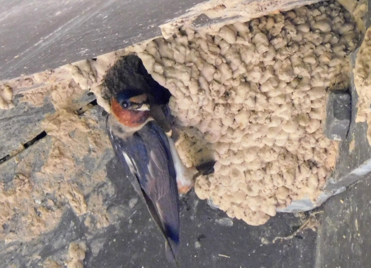 Cliff Swallow - ML460340041