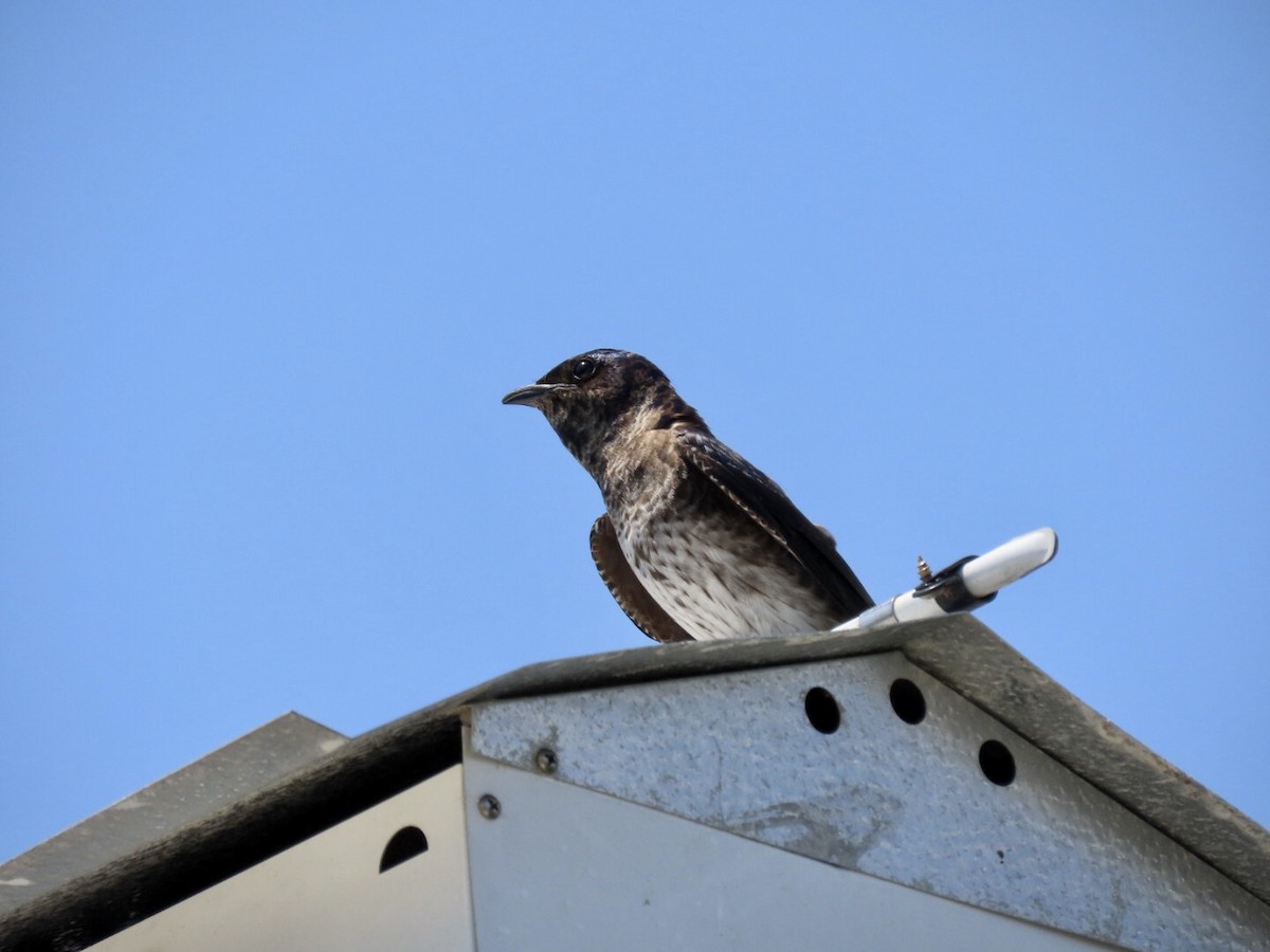 Purple Martin - ML460340141