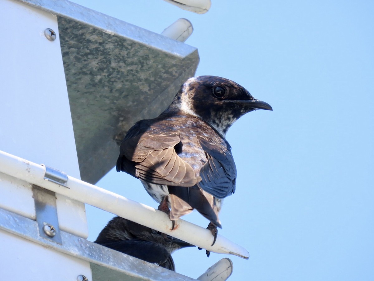 Purple Martin - ML460340151