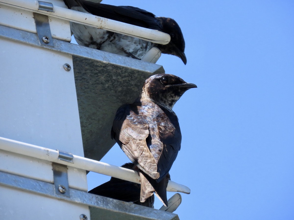 Purple Martin - ML460340161