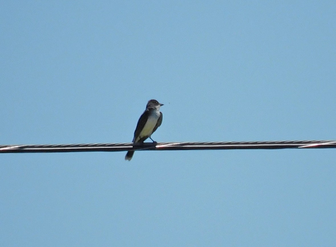 Eastern Kingbird - ML460340171