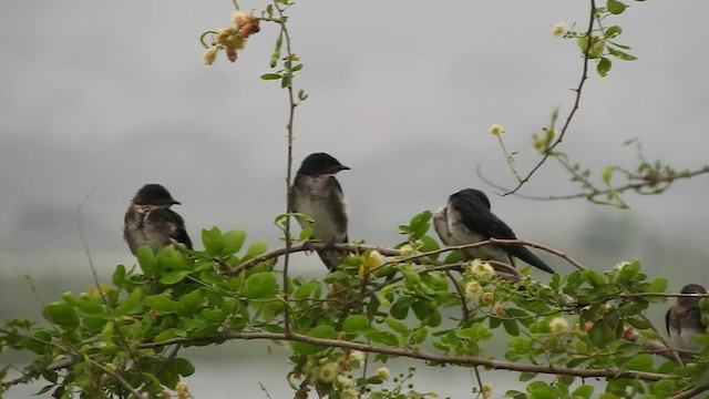 Gray-breasted Martin - ML460340471