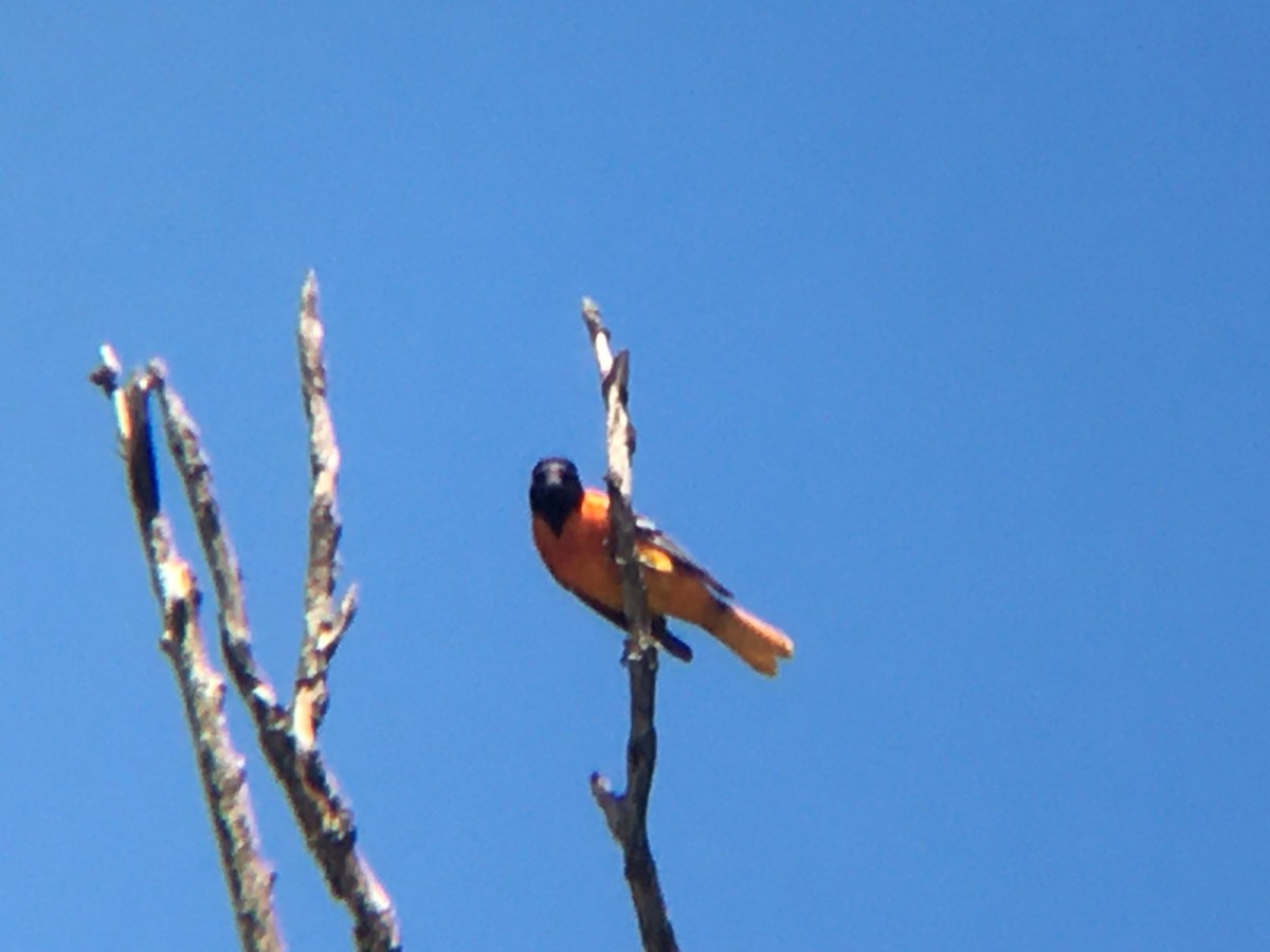 Baltimore Oriole - ML460340571