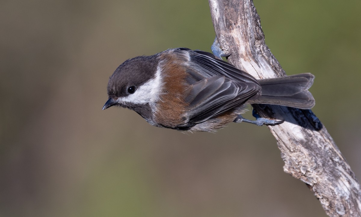 Chestnut-backed Chickadee - ML460341021