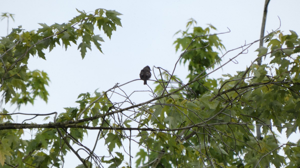 Black Phoebe - ML460341391