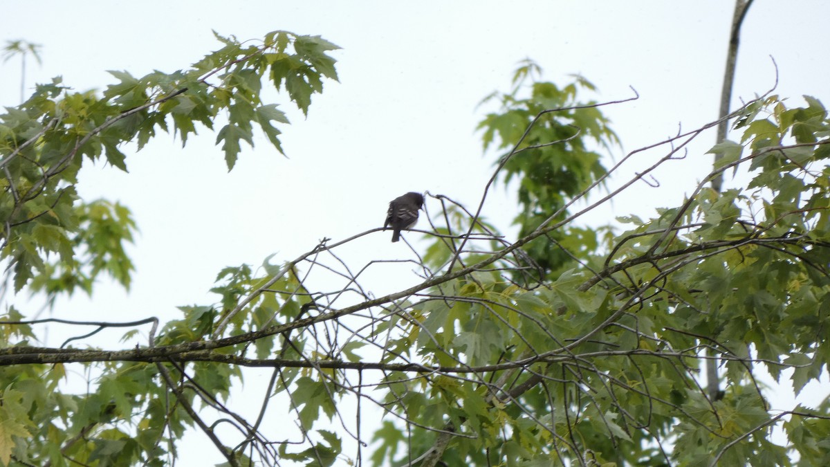 Black Phoebe - ML460341401