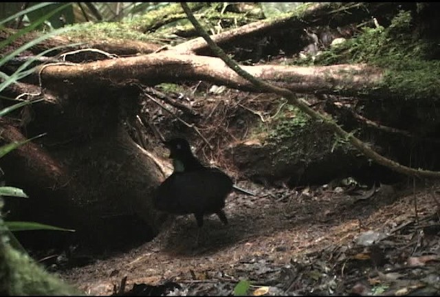 Eastern Parotia - ML460342