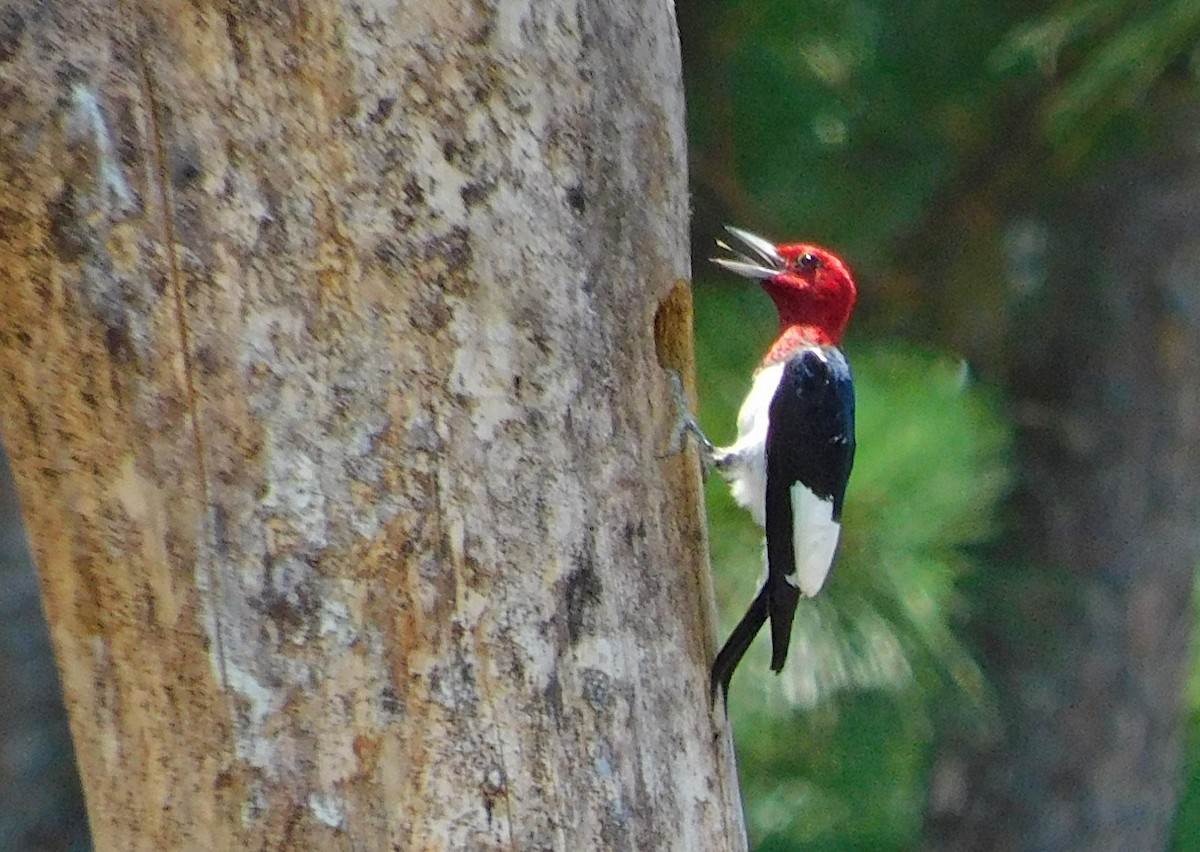 Red-headed Woodpecker - Kathy Rhodes