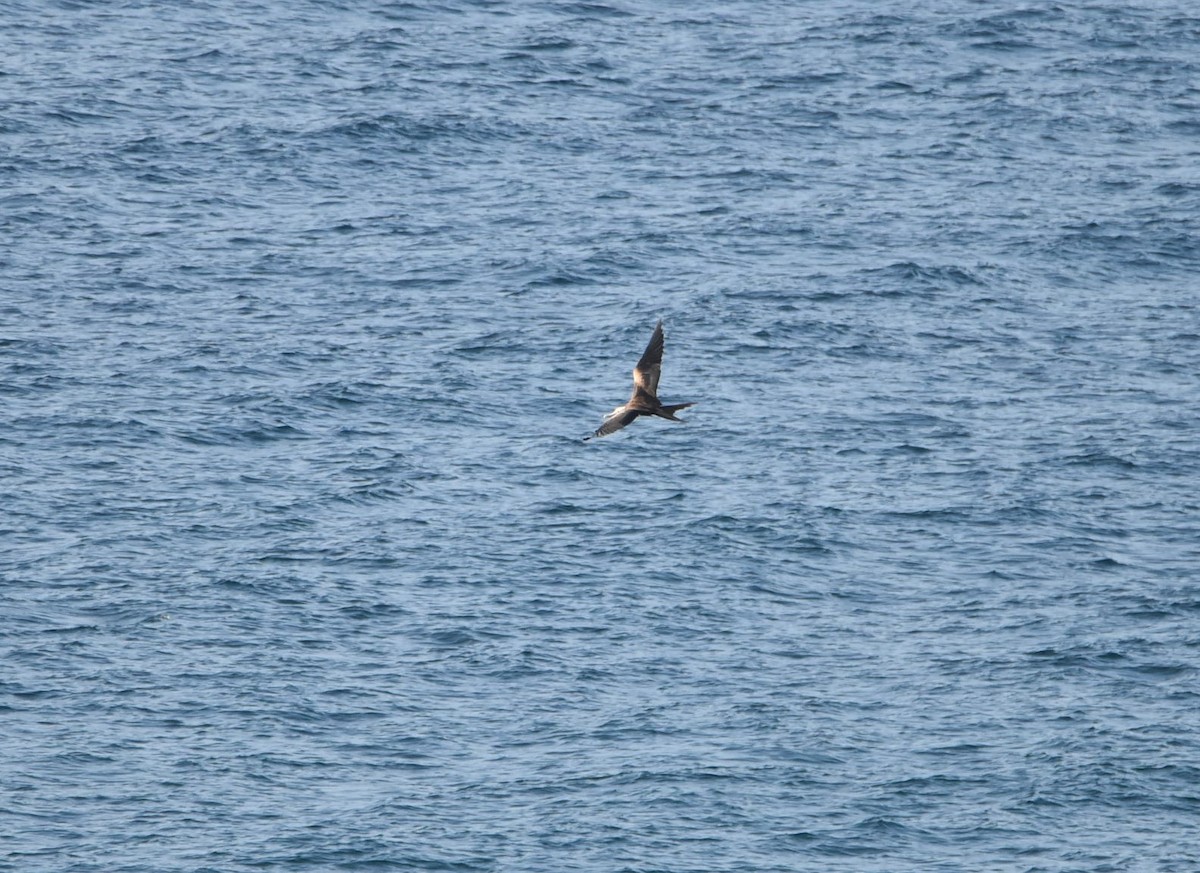 Magnificent Frigatebird - Michelle Nowak