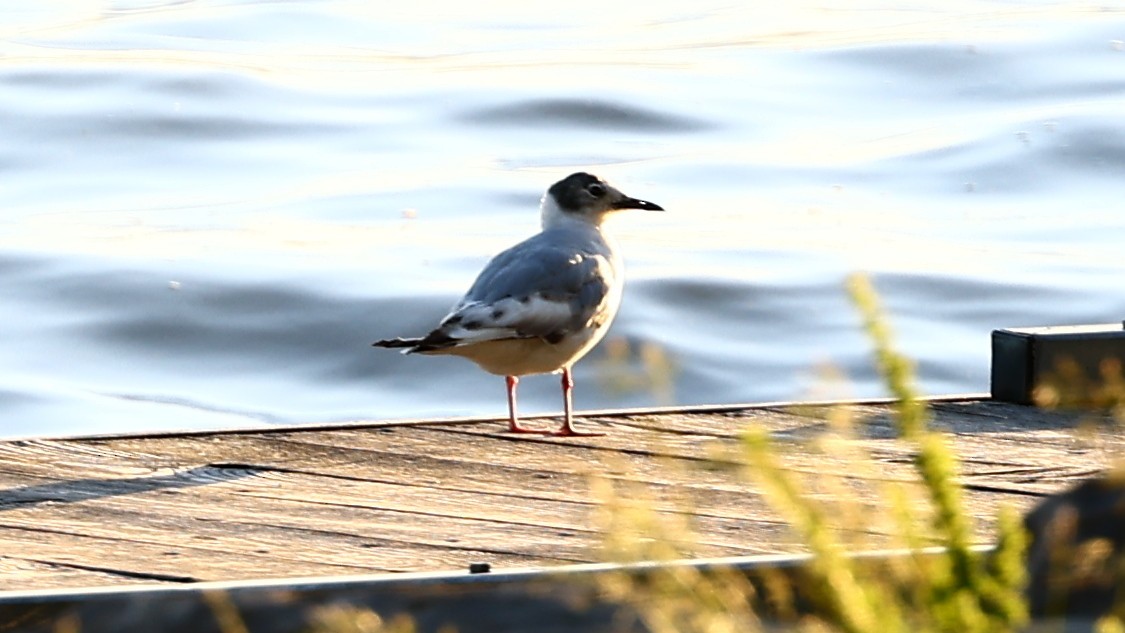 Bonaparte's Gull - ML460344931