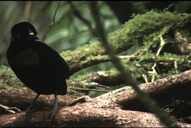 Eastern Parotia - ML460347