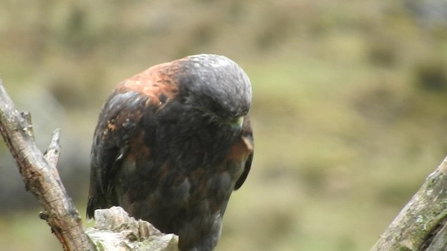 Variable Hawk - ML460347271