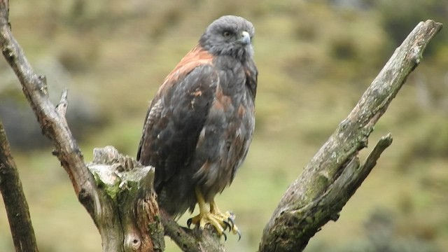 Variable Hawk - ML460347281