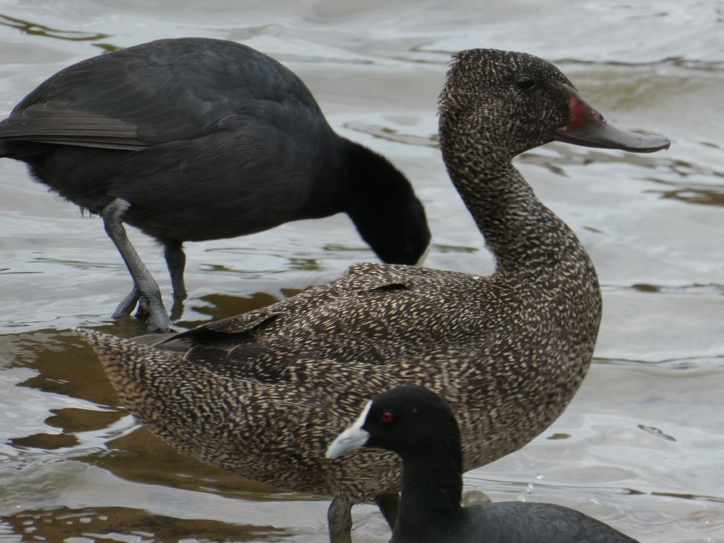 Freckled Duck - Max Weatherall